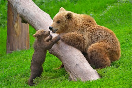 Portrait of Brown Bear (Ursus arctos) Mother with Cub, Germany Photographie de stock - Rights-Managed, Code: 700-08639265