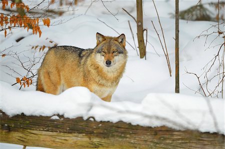 Portrait of Wolf (Canis lupus) in Winter, Neuschonau, Bavarian Forest National Park, Bavaria, Germany Foto de stock - Con derechos protegidos, Código: 700-08639262