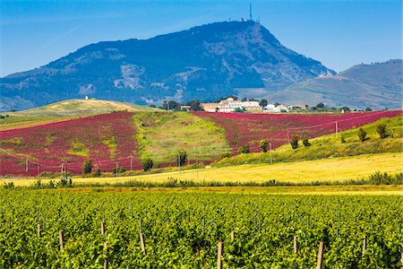 fuchsia - Scenic view of vineyard and farmland with winery on hilltop and mountains in the background near Calatafimi-Segesta in the Province of Trapani in Sicily, Italy Photographie de stock - Rights-Managed, Code: 700-08701958