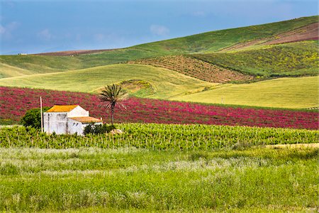 Farmhouse in vineyard and fields of crops near Calatafimi-Segesta in the Province of Trapani in Sicily, Italy Foto de stock - Direito Controlado, Número: 700-08701959
