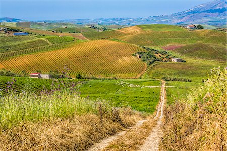 route de campagne - Scenic vista of farmland with vineyards and fields of crops and dirt road near Calatafimi-Segesta in the Province of Trapani in Sicily, Italy Photographie de stock - Rights-Managed, Code: 700-08701964