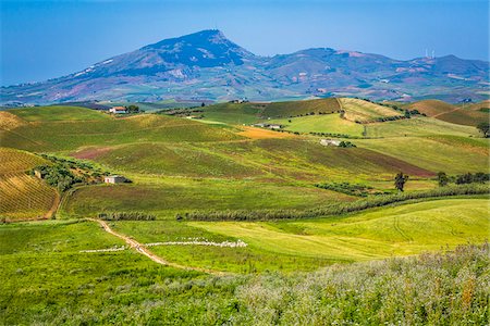 simsearch:700-08765543,k - Scenic vista of farmland with vineyards and sheep grazing and a mountain in the background near Calatafimi-Segesta in the Province of Trapani in Sicily, Italy Stockbilder - Lizenzpflichtiges, Bildnummer: 700-08701965