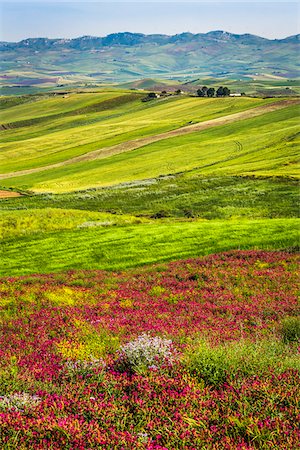 Overview of farmland with grassy fields and colorful wildflowers near Calatafimi-Segesta in the Province of Trapani in Sicily, Italy Stockbilder - Lizenzpflichtiges, Bildnummer: 700-08701975