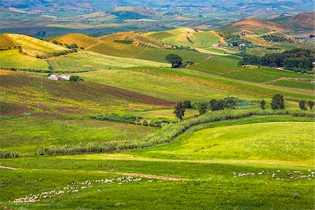 simsearch:700-08765499,k - Scenic vista of farmland with rolling hills and sheep grazing near Calatafimi-Segesta in the Province of Trapani in Sicily, Italy Photographie de stock - Rights-Managed, Code: 700-08701970