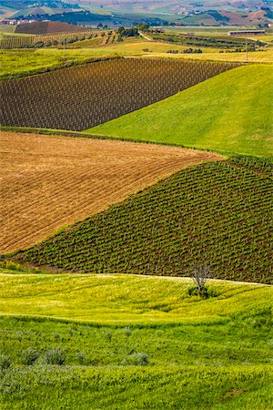 View of land use patterns on farmland near Calatafimi-Segesta in the Province of Trapani in Sicily, Italy Photographie de stock - Rights-Managed, Code: 700-08701973