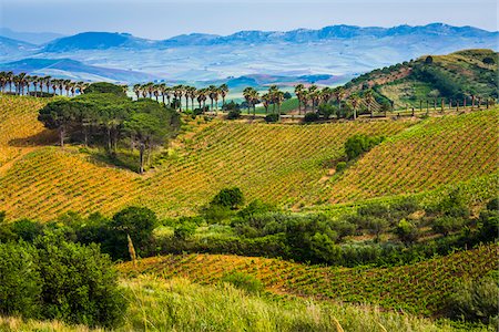 Overview of rolling hills of farmland with fields of vinyards with palm trees near Calatafimi-Segesta in the Province of Trapani in Sicily, Italy Photographie de stock - Rights-Managed, Code: 700-08701980