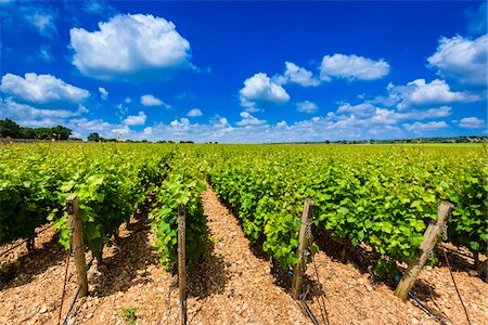 scenery italy - Rows of Grapevines in Vineyard near Alberobello, Puglia, Italy Stock Photo - Rights-Managed, Code: 700-08739712