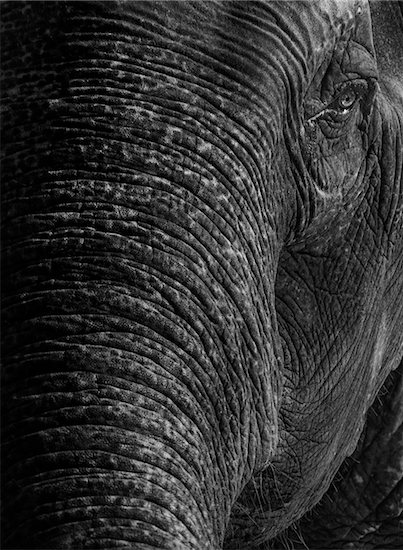 Black and white close up of Asian elephant's half face in Thailand Stock Photo - Premium Rights-Managed, Artist: dk & dennie cody, Image code: 700-08743678