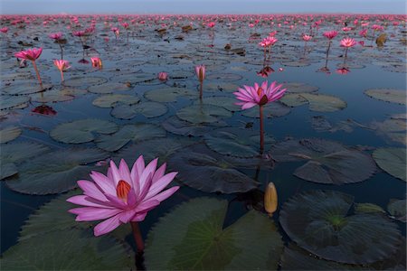 scenery nature - Pink water lilies in lake in Kumphawapi District, Thailand Stock Photo - Rights-Managed, Code: 700-08743679