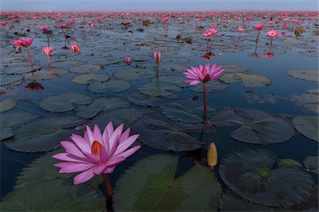 flower calm nobody - Pink water lilies in lake in Kumphawapi District, Thailand Stock Photo - Rights-Managed, Code: 700-08743679