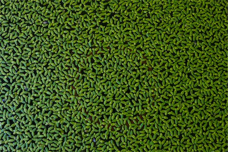 simsearch:633-06354891,k - Full frame of green, duckweed plant foating on water Foto de stock - Con derechos protegidos, Código: 700-08743686