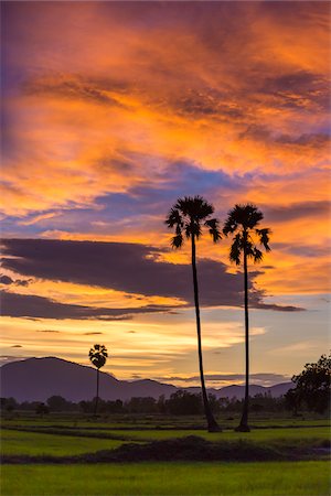 simsearch:630-03479342,k - Sunset sky over rice field with palm trees in Sukhothai, Thailand Stock Photo - Rights-Managed, Code: 700-08743694