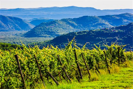 Vineyard and grape vines with rolling hills in the background near the medieval town of Motovun in Istria, Croatia Photographie de stock - Rights-Managed, Code: 700-08765523