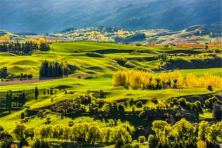 south island - Sunlit, grassy fields of the Wakatipu Basin near Queenstown in the Otago Region of New Zealand Photographie de stock - Rights-Managed, Code: 700-08765557