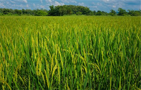 rice - Close-up of rice growing in a rice field in Chiang Rai Province, Thailand Stock Photo - Rights-Managed, Code: 700-08783020