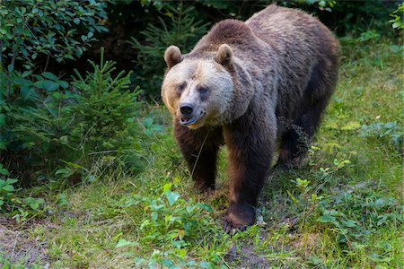 eurasian brown bear - Portrait of European Brown Bear (Ursus arctos), Bavaria, Germany Stock Photo - Rights-Managed, Code: 700-08821985