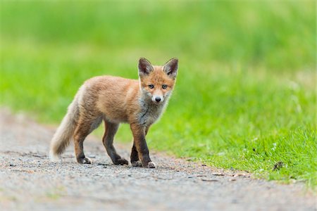 simsearch:600-06144966,k - Portrait of Young Red Fox (Vulpes vulpes) on Gravel Path, Germany Stockbilder - Lizenzpflichtiges, Bildnummer: 700-08842575