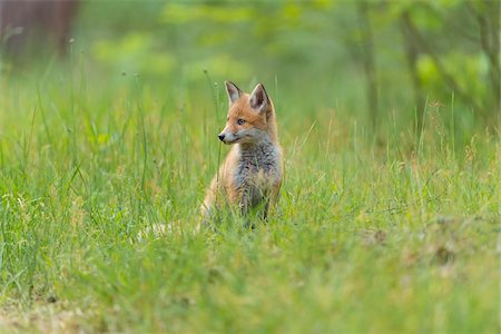 simsearch:700-08842579,k - Portrait of Young Red Fox (Vulpes vulpes) Sitting in Grass, Germany Fotografie stock - Rights-Managed, Codice: 700-08842578
