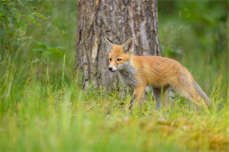fox to the side - Portrait of Young Red Fox (Vulpes vulpes) by Tree Trunk, Germany Stock Photo - Rights-Managed, Code: 700-08842586