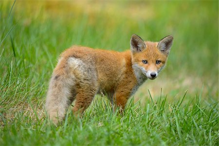 simsearch:700-08842579,k - Portrait of Young Red Fox (Vulpes vulpes) in Grass, Germany Fotografie stock - Rights-Managed, Codice: 700-08842587