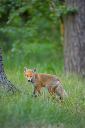 fox to the side - Portrait of Young Red Fox (Vulpes vulpes) by Tree Trunk, Germany Stock Photo - Rights-Managed, Code: 700-08842588
