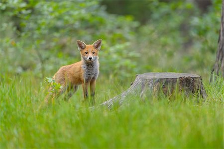 Portrait of Young Red Fox (Vulpes vulpes) by Tree Stump, Germany Foto de stock - Con derechos protegidos, Código: 700-08842589