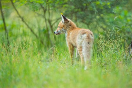 simsearch:700-08842579,k - Young Red Fox (Vulpes vulpes) in Grass, Germany Fotografie stock - Rights-Managed, Codice: 700-08842580