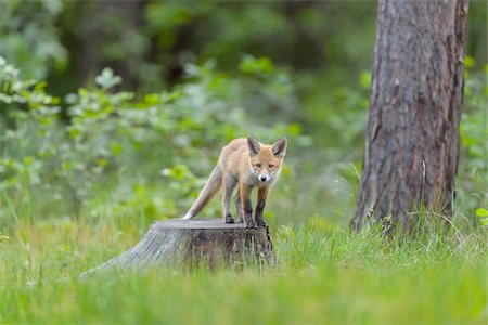 simsearch:700-08842579,k - Portrait of Young Red Fox (Vulpes vulpes) on Tree Stump, Germany Fotografie stock - Rights-Managed, Codice: 700-08842582