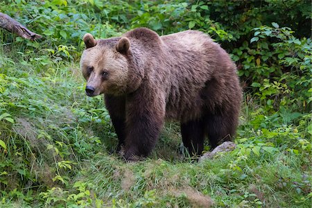 eurasian brown bear - Portrait of European Brown Bear (Ursus arctos), Bavaria, Germany Stock Photo - Rights-Managed, Code: 700-08842594