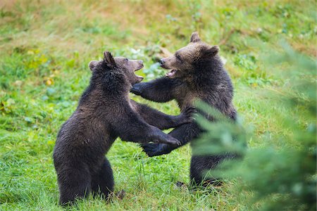 European Brown Bear Cubs (Ursus arctos) Fighting, Bavaria, Germany Stock Photo - Rights-Managed, Code: 700-08842598