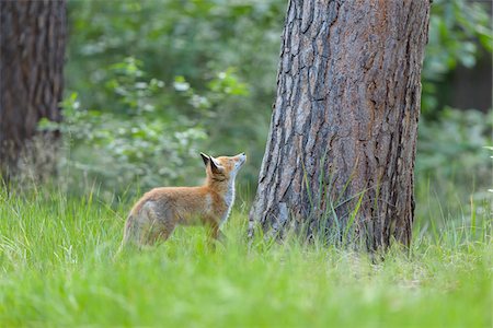 Young Red Fox (Vulpes vulpes) Looking up at Tree Trunk, Germany Stockbilder - Lizenzpflichtiges, Bildnummer: 700-08842591