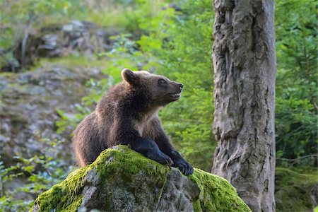 European Brown Bear Cub (Ursus arctos) in Forest, Bavaria, Germany Fotografie stock - Rights-Managed, Codice: 700-08842615