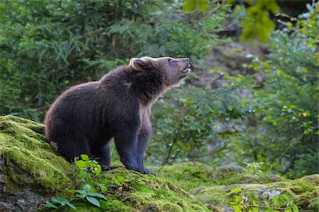 eurasian brown bear - Portrait of European Brown Bear Cub (Ursus arctos), Bavaria, Germany Foto de stock - Con derechos protegidos, Código: 700-08842618