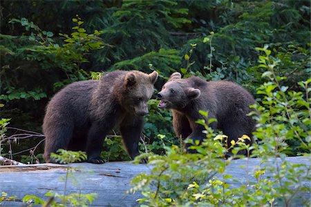simsearch:700-08519464,k - European Brown Bear Cubs (Ursus arctos) Playing on Tree Trunk, Bavaria, Germany Foto de stock - Con derechos protegidos, Código: 700-08842619
