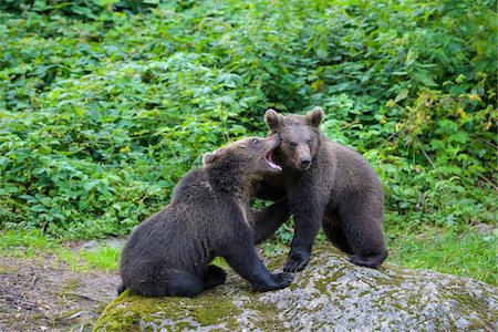 simsearch:700-09245599,k - European Brown Bear Cubs (Ursus arctos) Playing on Rock, Bavaria, Germany Stock Photo - Rights-Managed, Code: 700-08842610