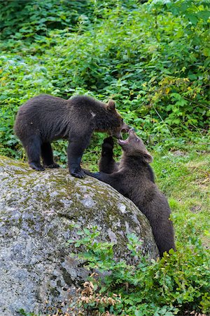 simsearch:614-06169171,k - European Brown Bear Cubs (Ursus arctos) Playing on Rock, Bavaria, Germany Stockbilder - Lizenzpflichtiges, Bildnummer: 700-08842612