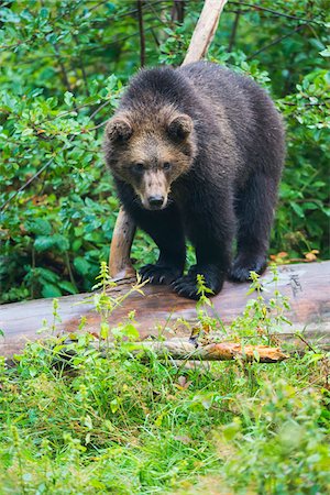 eurasian brown bear - European Brown Bear Cub (Ursus arctos) on Tree Trunk, Bavaria, Germany Stock Photo - Rights-Managed, Code: 700-08842624
