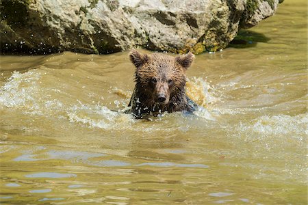 European Brown Bear Cub (Ursus arctos) in Pond, Bavaria, Germany Foto de stock - Con derechos protegidos, Código: 700-08842635