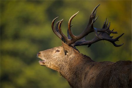 Close-up portrait of a male, red deer (Cervus elaphus) calling during rutting season in Europe Foto de stock - Con derechos protegidos, Código: 700-08916159