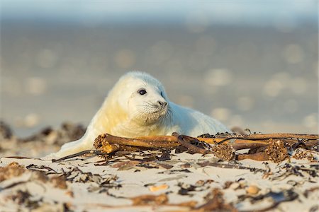 pinnipedia - Portrait of grey seal pup (Halichoerus grypus) lying on beach in Europe Foto de stock - Con derechos protegidos, Código: 700-08916161