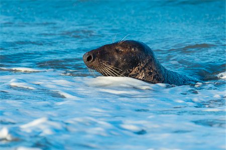 Close-up of a male, grey seal (Halichoerus grypus) swimming in surf in the North Sea in Europe Photographie de stock - Rights-Managed, Code: 700-08916175