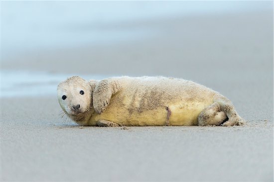 Portrait of grey seal pup (Halichoerus grypus) lying on his side on the beach after a sandstorm, North Sea in Europe Stock Photo - Premium Rights-Managed, Artist: Raimund Linke, Image code: 700-08916170
