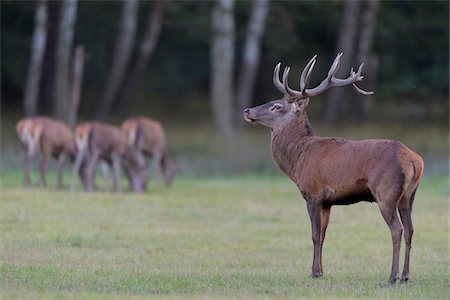 ramure - Adult animal, red deer (Cervus elaphus) standing in a field during rutting season in Germany Photographie de stock - Rights-Managed, Code: 700-08916189
