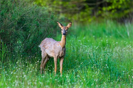 simsearch:600-09052874,k - Portrait of roe deer (Capreolus capreolus) looking at camera and standing in grassy field in spring, Germany Foto de stock - Con derechos protegidos, Código: 700-08916180