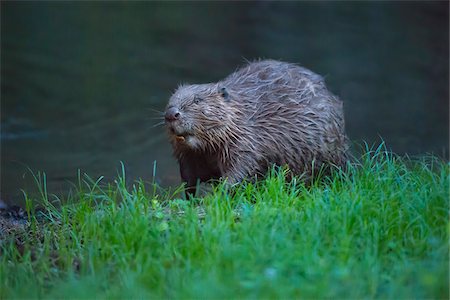 simsearch:600-08002567,k - Portrait of a European beaver (Castor fiber) at water's edge in the Spessart Mountains in Bavaria, Germany Photographie de stock - Rights-Managed, Code: 700-08916191