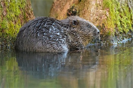 rongeur - Back view of a European beaver (Castor fiber) in water near shoreline in the Spessart Mountains in Bavaria, Germany Photographie de stock - Rights-Managed, Code: 700-08916192
