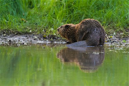 Back view of a European beaver (Castor fiber) at water's edge in the Spessart Mountains in Bavaria, Germany Photographie de stock - Rights-Managed, Code: 700-08916193