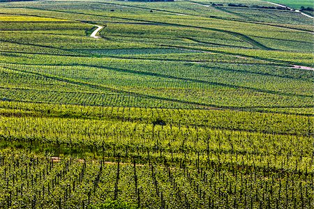 rhine valley - Overview of fields of vineyards at Rudesheim in the Rhine Valley, Germany Foto de stock - Con derechos protegidos, Código: 700-08973584