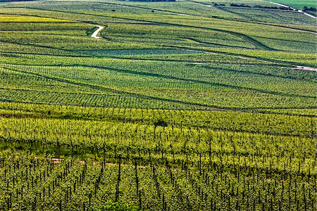 Overview of fields of vineyards at Rudesheim in the Rhine Valley, Germany Stock Photo - Rights-Managed, Code: 700-08973584