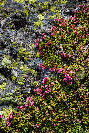 Close-up of wildflowers and lichen on rocks at the top of Muottas Muragl near St Moritz, Switzerland Stock Photo - Rights-Managed, Code: 700-08986409